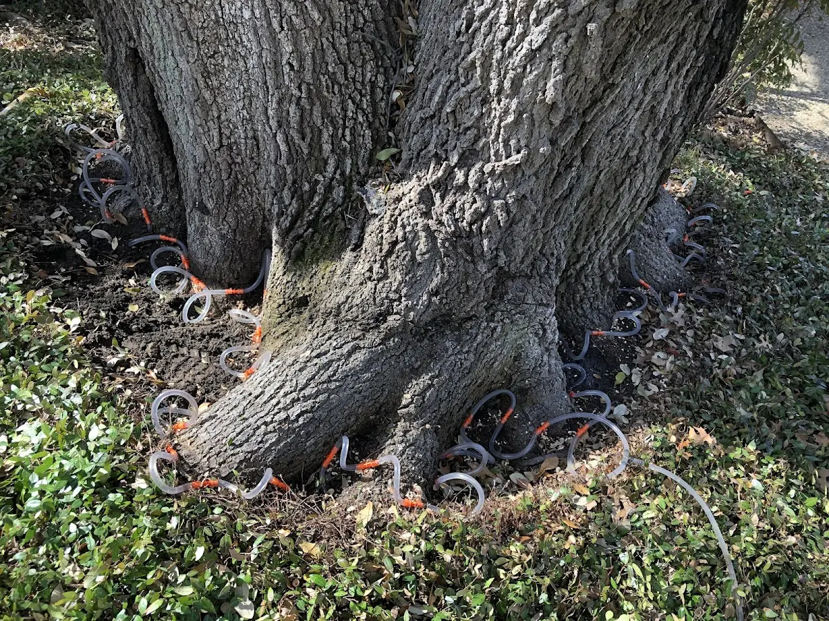 Detailed Tree Cabling and Bracing job site in Holmesville