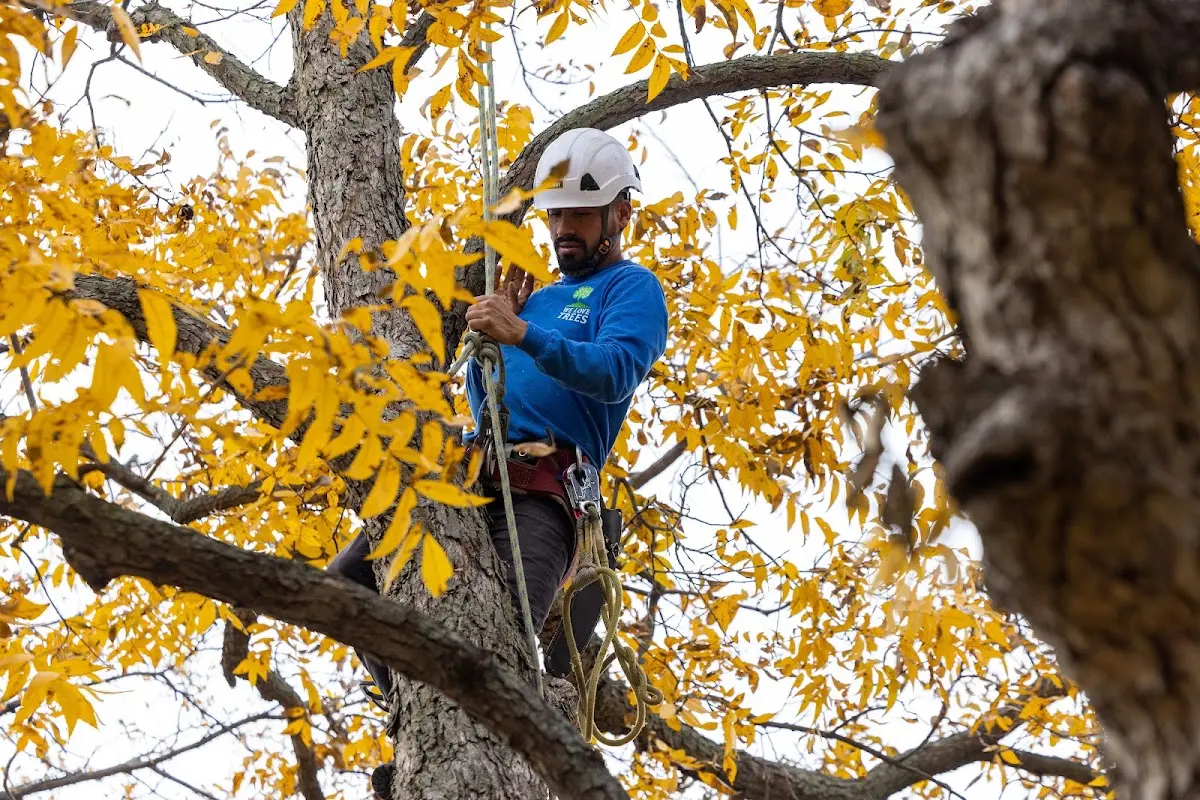 Skilled Tree Trimming crew working in Holmesville